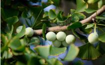 白果与哪些东西相克