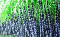 切记！甘蔗不能和这些东西一起吃