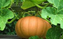 南瓜不能和哪些东西同吃