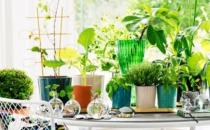 卫生间里摆放什么植物最合适？