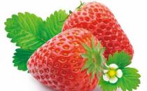 老人多吃草莓菠菜 护眼护心脏