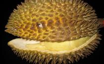 榴莲不能和什么东西一起吃