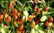 枣不能和什么一起吃