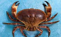 螃蟹死了千万别吃 吃了小心中毒