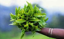 不能新鲜吃的6种食物