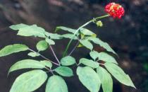 肝胆湿热不能吃哪些东西