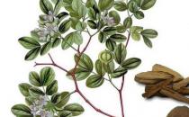 安息香精油的功效与作用是什么？