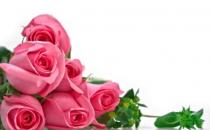 玫瑰精油的功效与作用