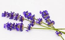 薰衣草精油的功效和护肤方法