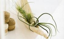 窗型花器的选购知识