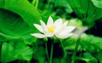 职场上学会征服这些类型的老板