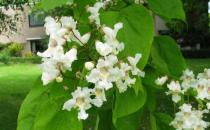 8种杀死精子致不育的中药