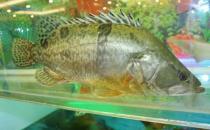 鳜鱼的营养价值 鳜鱼的功效与作用