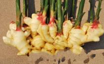 生姜的功效 生姜的食用价值