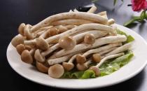 杏鲍菇的做法大全 杏鲍菇的营养