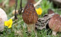 食用羊肚菌会有哪些好处？