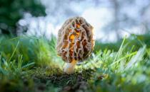 食用羊肚菌的注意事项