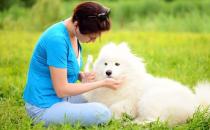 宠物和宝宝能共存吗