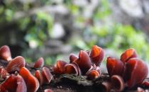 促进排便的食谱：双凤鲜木耳