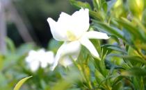 栀子花可入药 凉拌栀子花的做法