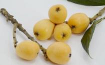 肺热咳嗽可以吃点枇杷