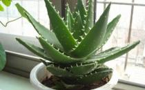 芦荟移植分株的方法
