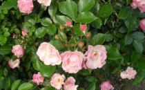 如何养殖山茶花？