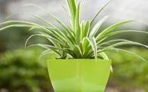 教你如何种植金心吊兰