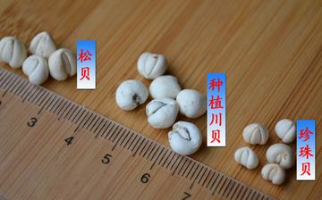 【川贝】川贝的功效与作用_川贝炖雪梨的功效_川贝柠檬膏的做法