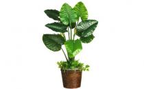 冬天如何种植滴水观音？