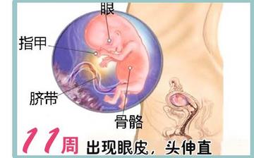 【怀孕11周】早孕11周症状_怀孕11周胎儿图片_怀孕11周吃什么补身体