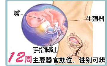 【怀孕12周】早孕12周症状_怀孕12周胎儿图片_怀孕12周吃什么补身体