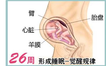 【怀孕26周】怀孕26周症状_怀孕26周胎儿变化_妈妈状态_怀孕26周注意事项