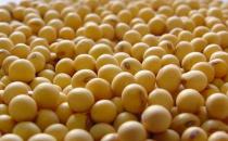 吃黄豆能不能减肥？