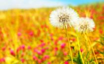 盘点能够当菜吃的中草药