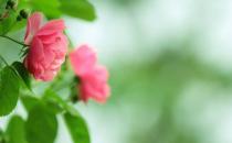 盆腔炎能治好吗？盆腔炎怎么治疗