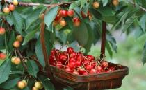 五月吃这些水果帮你抗衰老