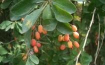 黑果小檗的功效与作用 药用价值