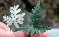 粉背蕨的功效与作用 药用价值