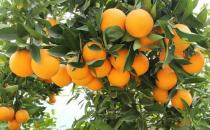 川山橙根的功效与作用 药用价值