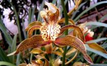 虎头兰的功效与作用 药用价值