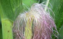 玉米须水真能降血糖吗