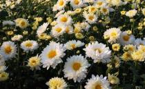 教你如何挑选优质的杭菊