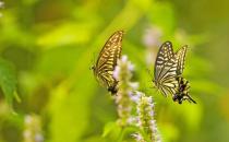 今年三伏天不要这样做了 尤其是第二件事