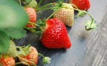 草莓怎么洗才干净