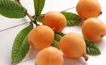 女性在怀孕期间吃枇杷好吗 有哪些好处