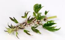 哪些中药能够活血化瘀