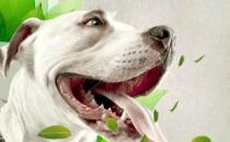 口臭的人该如何才能口气清新