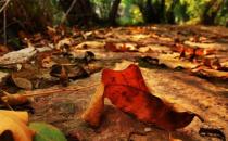 干燥的秋季该如何养生