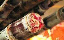 甘蔗的饮食禁忌 霉变甘蔗中毒发病急 红心甘蔗赛砒霜